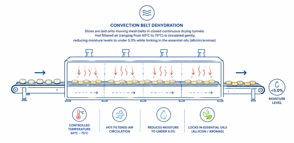 Convection Belt Dehydration